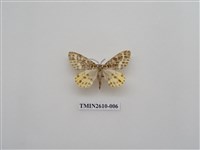 藏品(尺蛾125)的圖片